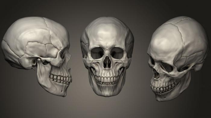 Anatomy of skeletons and skulls (ANTM_0693) 3D model for CNC machine